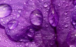 purple-wallpaper-2